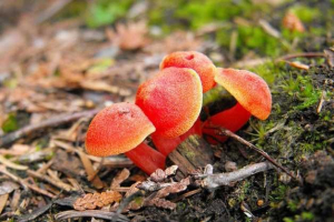 Najlepsze 7 niesamowite fakty o grzybach Najlepsze 7 niesamowite fakty o grzybach